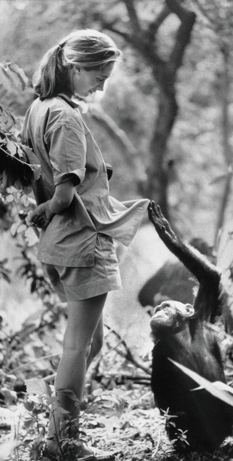 Jane Goodall with a Chimpanzee