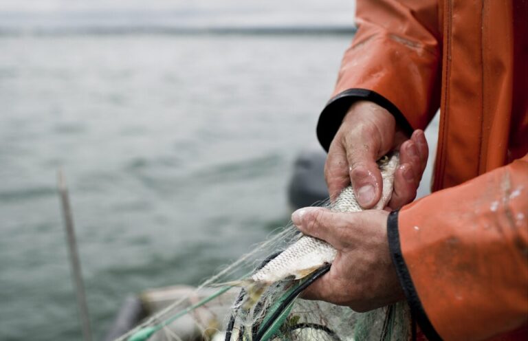 Berufsfischer Reto Leuch zieht sein Netz mit Egli ins Boot, Mittwoch, 20. Juli 2011 auf dem Bodensee in Landschlacht. Den Bodensee-Fischer gehen kaum noch Egli ins Netz. (KEYSTONE/Ennio Leanza)