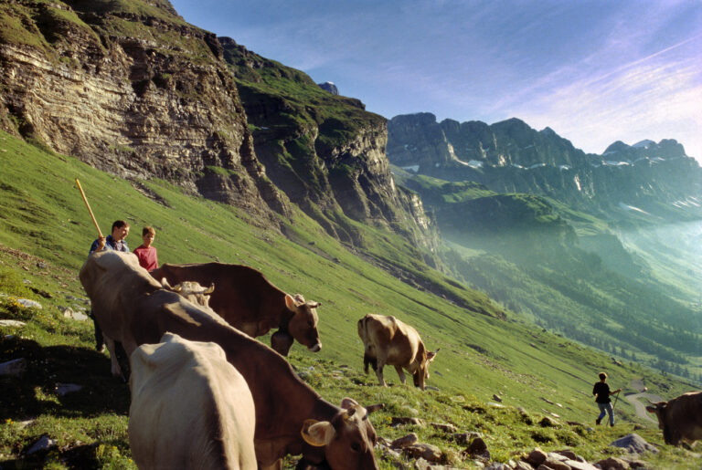 Alpaufzug der Familie Kempf von Unterschaechen ueber den Klausenpass auf den Urnerboden im Kanton Uri, aufgenommen im Juni 2002. (KEYSTONE/Christof Schuerpf)

The procession of cattle of the Kempf family being driven up to the alpine pastures goes over the Klausenpass mountain pass to the Urnerboden alp in the canton of Uri, Switzerland, pictured in June 2002. (KEYSTONE/Christof Schuerpf)