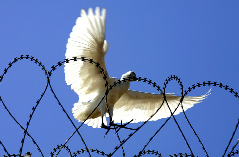 A large white bird flies close to the razor-wire fence that separates Spain from Morocco seen from Melilla, Spain Friday October 14, 2005. Most of the fence has been doubled in height after hundreds of immigrants have managed to climb over to enter the Spanish enclave. (KEYSTONE/AP Photo/Alvaro Barrientos)