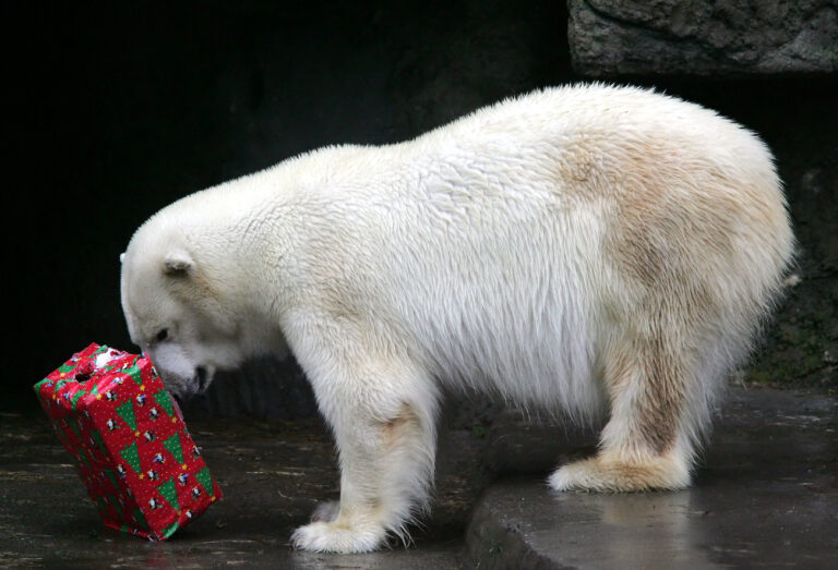 Pike, a female polar bear, uses her nose to balance her Christmas present that is filled with edible treats, Thursday, Dec. 22, 2005, at the San Francisco Zoo in San Francisco. (KEYSTONE/AP Photo/Marcio Jose Sanchez)