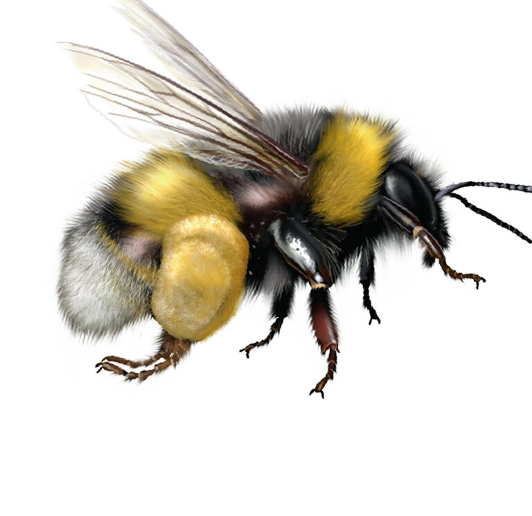 Digital illustration of a buff-tailed bumblebee or large earth bumblebee; Shutterstock ID 243255019; purchase_order: -; job: -; client: -; other: -