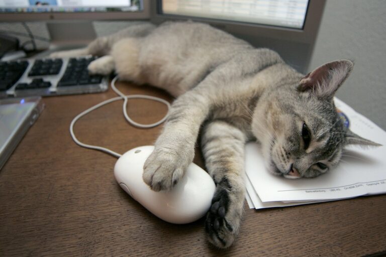 Mit der Computermaus in den Pfoten schlaeft eine Katze auf einem Schreibtisch am Montag, 24. Juli 2006 in Zuerich. (KEYSTONE/Alessandro Della Bella)