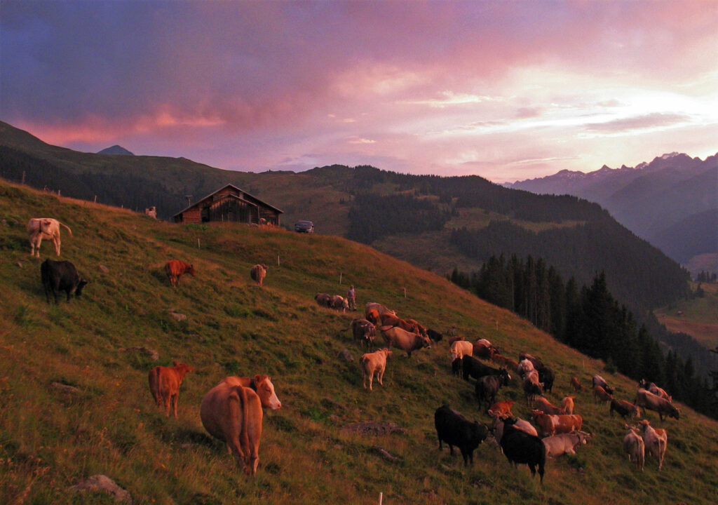 Der Hirt der Alp Zavraga in Obersaxen, GR, treibt seine Mutterkuehe und Kaelber kurz vor dem Einnachten zusammen, am Samstag, 22. Juli 2006. (KEYSTONE/Arno Balzarini)