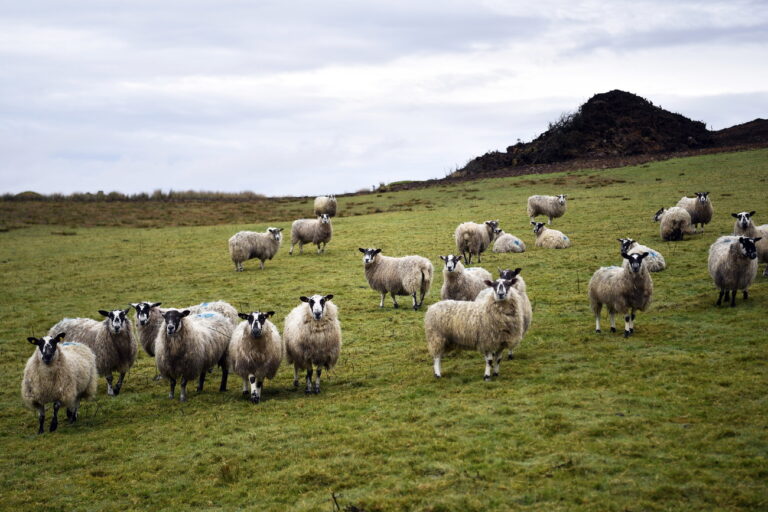 epa07447770 (09/28) Sheep graze near the border of the Republic of Ireland and Northern Ireland in County Donegal in Ireland, 02 March 2019. On maps of Ireland, a line cuts across the north of the island like a scar, dividing Northern Ireland from the larger Republic of Ireland. That line is both physical and symbolic, signaling the geographic separation of two countries as well as their historical, social and religious differences. The reality of the Irish border is complex. Today, it is no longer a ‘hard' border, though crossings are littered with rusting customs posts from another time. Often a change in road markings or the color of the tarmac are the only indicators that you have crossed into another country. It is possible to drive along a road and cross the border two or three times without even knowing it..The border, which stretches 499 kilometers (310 miles), was established in 1921 by the Anglo-Irish Treaty whereby 26 Catholic counties were granted autonomous status as the Republic of Ireland and six northern counties, inhabited mostly by Protestants loyal to the British monarchy, remained within the UK as Northern Ireland. The division of the island and the discrimination of the Catholic population in Northern Ireland led to a conflict between republican militias, mostly Catholics calling for union with the rest of the island, and unionist paramilitaries from largely Protestant areas who wanted to remain part of the UK. Decades of political violence, known as The Troubles, which began in the late 1960s and continued until the signing of the Good Friday Agreement in 1998, cost the lives of more than 3,000 people. After the signing of the international peace deal, bloodshed fell considerably, bringing an end to the need for fences and border barriers, and Irish citizens were able to move freely around the island. Every day, about 30,000 citizens cross the border, which can be intersected at some 275 points. .Brexit, the UK's withdrawal from the EU c