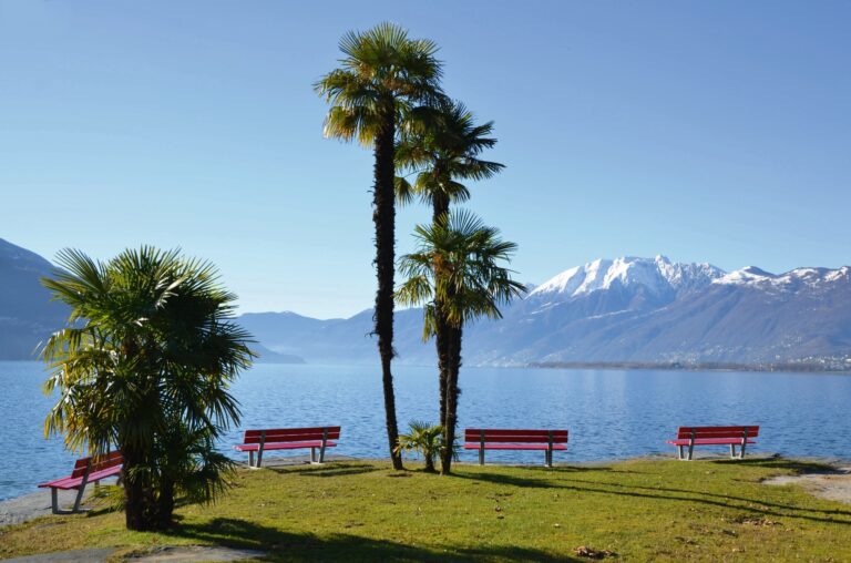 T4T86R Palm trees and benches close to an alpine lake Lago Maggiore, Ticino, Switzerland