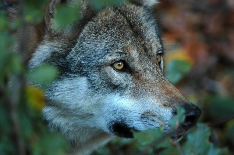 European wolf in the forest, Canis lupus, portrait Europí_ischer Wolf im Wald, Canis lupus, Portrait (KEYSTONE/mauritius images/REINER BERNHARDT)