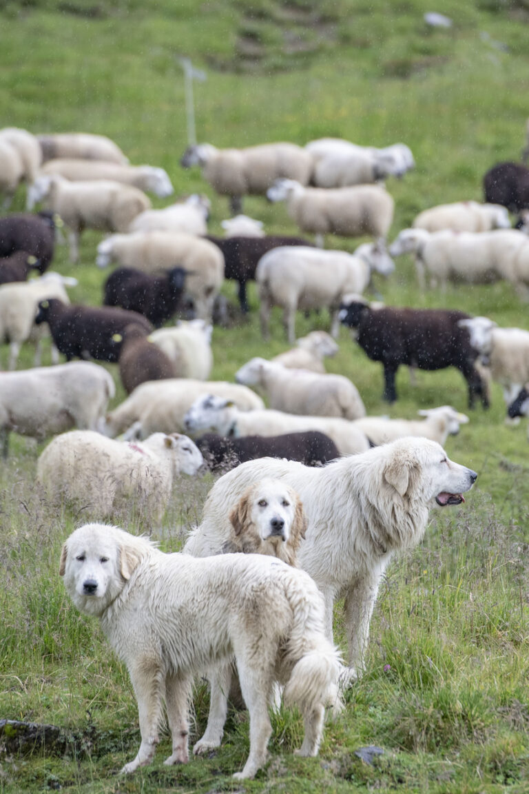 Ausgebildete Herdenschutzhunde bewachen eine 300 Schafe umfassende Schafsherde auf dem Oberberg, hoch ueber dem Dorf Isenthal im Kanton Uri am Freitag, 24. Juli 2020. (KEYSTONE/Urs Flueeler)