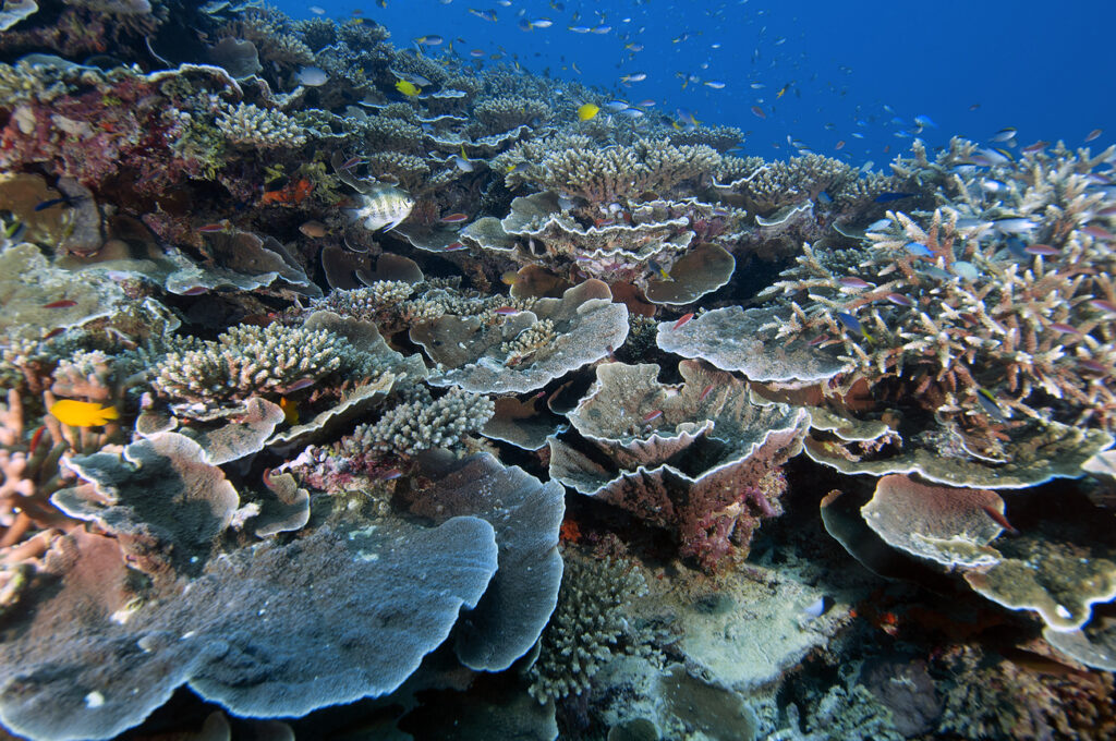 Die Korallen blühen wie noch nie: Dem australischen Great Barrier Reef geht’s bestens. Die Klima-Apokalyptiker mögen sich trotzdem nicht recht freuen