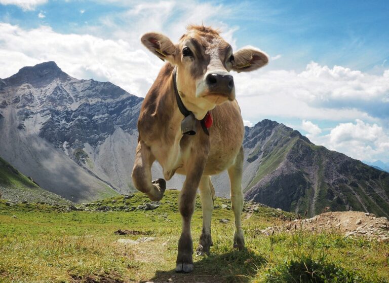 Cow Standing Against Mountain