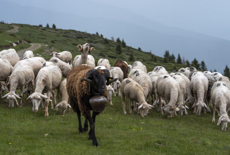 epa09259482 A black ram on the head of a herd of sheep at Shar Planina Mountain, North Macedonia, 09 June 2021 (issued 11 June 2021). The battered Shar Planina mountain, above the Polog valley in North Macedonia, will have a new National Park after years of suffering deforestation and poaching, a project that not only will benefit nature but will also bring the country closer to the European Union. The 62,000-hectare area is expected to receive the Parliament´s approval to become a National Park in the coming days, after five years of planning and receiving financial and logistical support from the United Nations Environment Program (UNEP). EPA/GEORGI LICOVSKI ATTENTION: This Image is part of a PHOTO SET
