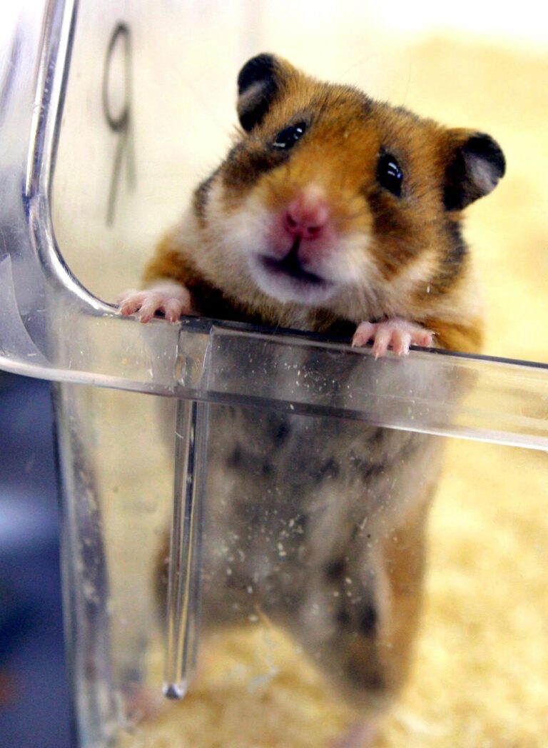 epa01215690 A hamster looks up from a tripartite chamber where its memory for smells is tested at the Paul Flechsig Institute for Brain Research in Leipzig, Germany, 03 January 2008. Together with a pharmaceutical company from the US scientists at the institute developed a test that makes an early diagnosis of Alzeheimer possible. The test is likely to come on the market as a blood test before the end of the year. In another joint project with partners from the US, the Netherlands and the UK the Leipzig-based scientists work on a gene therapy, which explores the similarity of phenomena caused by Alzheimer in humans with activities going on in the brains of hibernating hamsters. EPA/WALTRAUD GRUBITZSCH