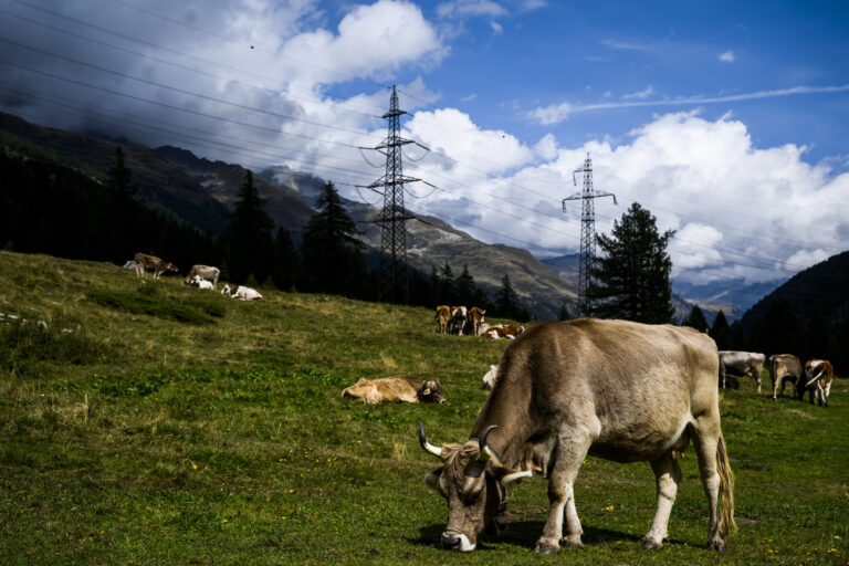 Une vache broute de l'herbe pres d'une ligne a haute tension sur les montagnes permettant le transport de l'electricite le vendredi 2 septembre 2022 dans le Val Bedretto pres du col du Nufenen. (KEYSTONE/Jean-Christophe Bott)