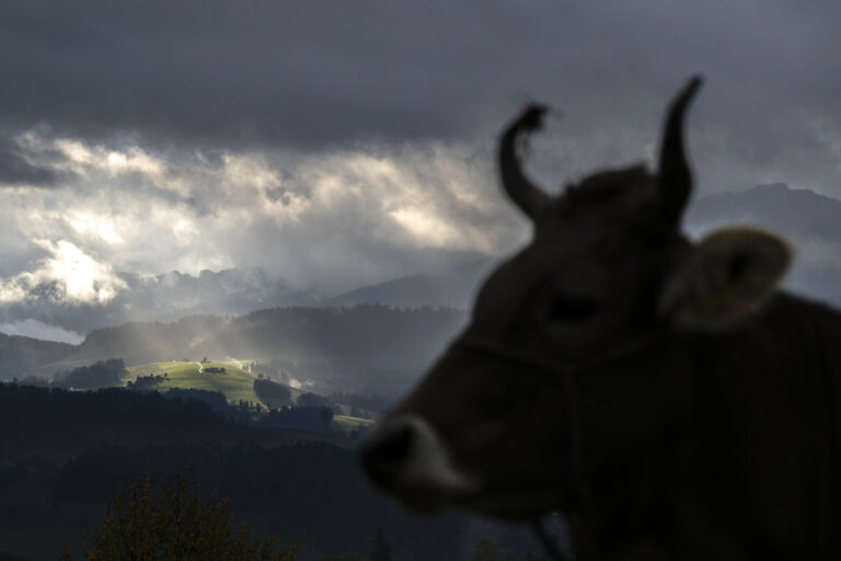 Eine Kuh vor Appenzeller Landschaft im Regenwetter an der traditionellen Viehschau, am Montag, 26. September 2022, in Schwellbrunn. (KEYSTONE/Gian Ehrenzeller)