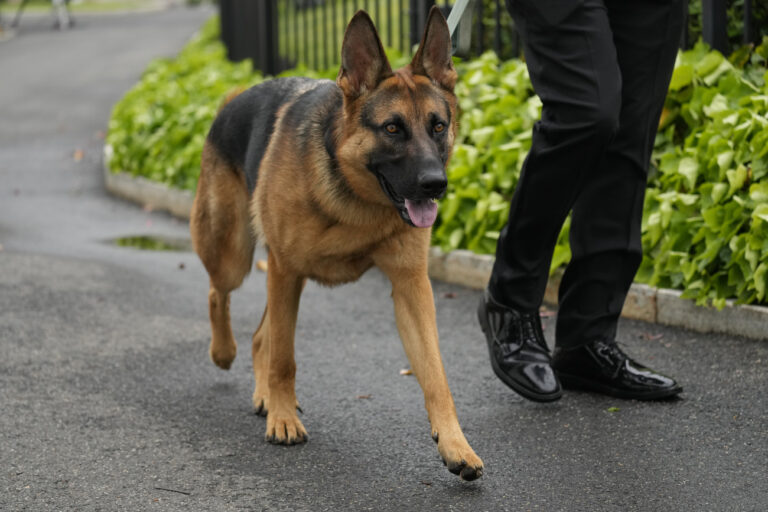 President Joe Biden's dog Commander, a German shepherd, is walked outside the West Wing of the White House in Washington, Saturday, April 29, 2023. (AP Photo/Carolyn Kaster)