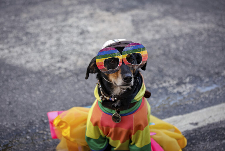 A dog in a rainbow costume is seen during the annual Gay Pride Parade in Sao Paulo, Brazil, Sunday, June 11, 2023. (AP Photo/Tuane Fernandes)