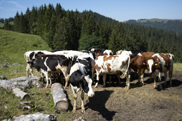 Des vaches photographiees sur un paturage de la montagne Le Moleson, sommet des Prealpes fribourgeoises, ce dimanche 25 juin 2023 a Gruyeres. (KEYSTONE/Laurent Gillieron)