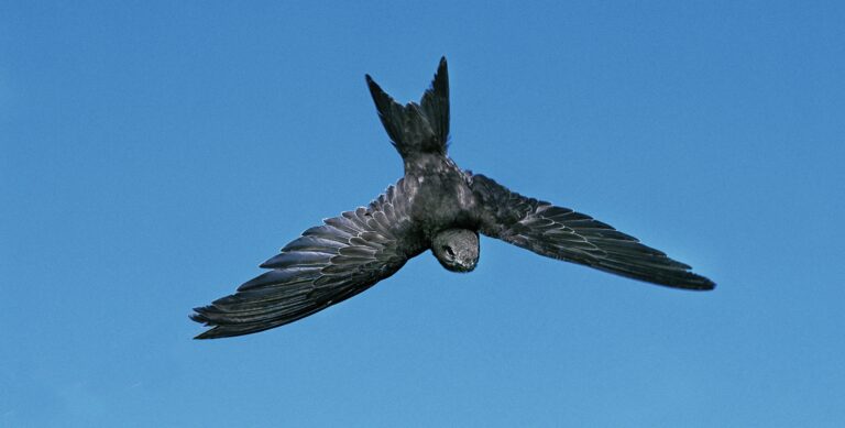 Common Swift, apus apus, Adult in Flight against Blue Sky