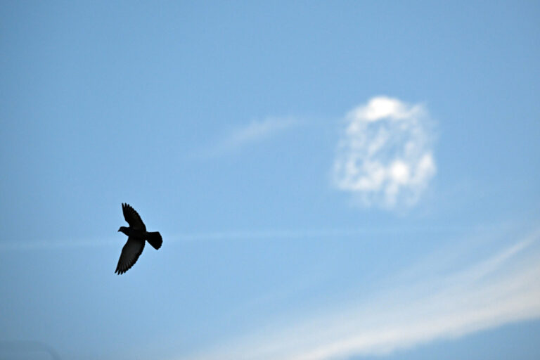 23.01.2024, Nordrhein-Westfalen, Köln: Eine Taube fliegt an Wolken vorbei. Zur Wochenmitte zeichnen sich für Nordrhein-Westfalen grau-bewölkter Himmel und teilweise heftiger Wind ab. Am 24.01.2024 komme es verbreitet zu stürmischen Böen, in der ersten Tageshälfte gebietsweise auch zu Sturmböen und in exponierten Berglagen zu schweren Sturmböen, sagt der Deutsche Wetterdienst voraus. Foto: Federico Gambarini/dpa +++ dpa-Bildfunk +++ (KEYSTONE/DPA/Federico Gambarini)