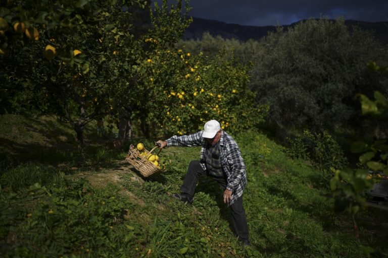 Sixth-generation lemon farmer Pierre Ciabaud collects lemons at his farm in Menton, France, Wednesday, March 6, 2024. “A young person today would not be able to live from lemon farming,” Ciabaud said. (AP Photo/Daniel Cole)