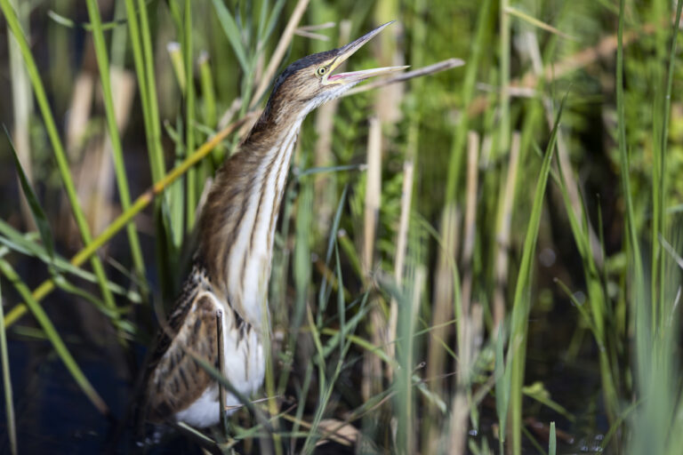 Un blongios nain dans la reserve naturelle de la Grande Caricaie photographies ce mardi, 23 juillet 2024 depuis le centre Pro Natura de Champ-Pittet. Le 22 septembre prochain le peuple suisse votera sur initiative populaire 