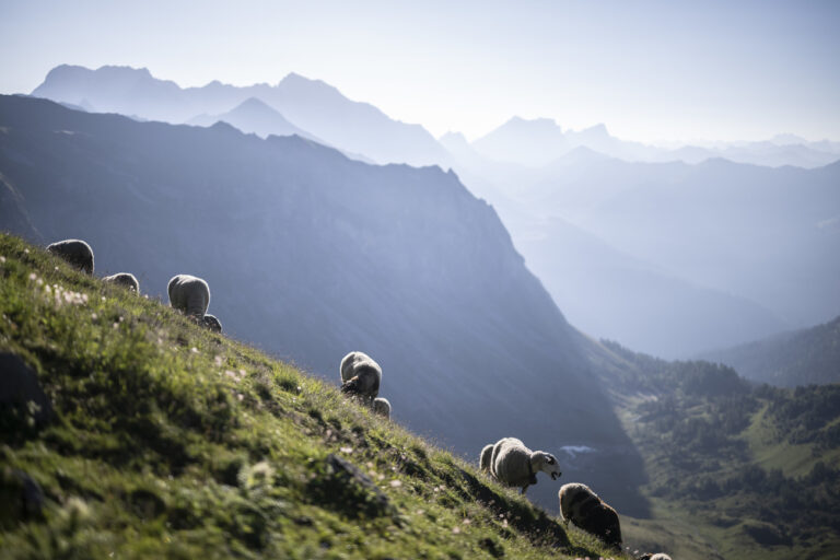 Schafe weiden im Flaeschertal, am Samstag, 10. August 2024, nach dem 