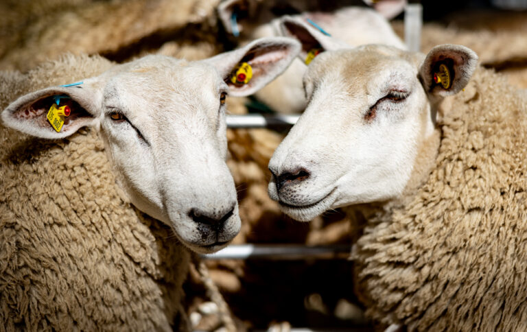 21.08.2024, Schleswig-Holstein, Husum: Schafe der Rasse ·Texel· warten bei den Husumer Bockauktionen in den Messehallen auf ihre Präsentation. Der Landesverband Schleswig-Holsteinischer Schaf- und Ziegenzüchter hatte zu diesen Auktionen eingeladen. Foto: Axel Heimken/dpa +++ dpa-Bildfunk +++ (KEYSTONE/DPA/Axel Heimken)