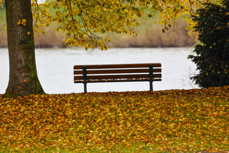 19.10.2024, Nordrhein-Westfalen, Bonn: Eine Sitzbank umgeben von herbstlich gefärbtem Laub steht am Rheinufer. Foto: Thomas Banneyer/dpa +++ dpa-Bildfunk +++ (KEYSTONE/DPA/Thomas Banneyer)