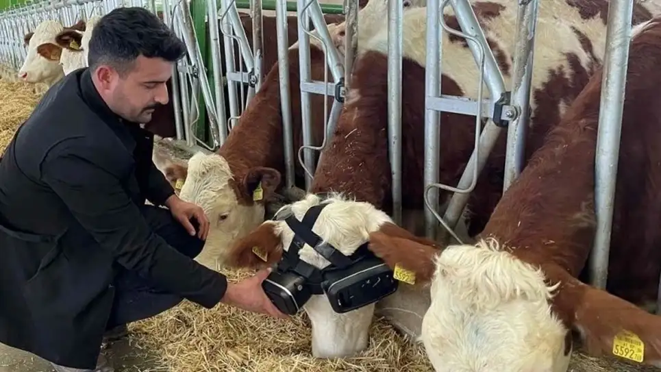 Kühe treten ins digitale Zeitalter ein: Sie erhalten VR-Brillen aufgesetzt und wähnen sich auf der Weide. Produzieren sie deswegen wirklich mehr Milch?